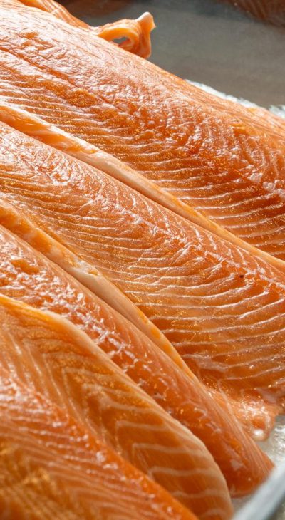 barracuda salmon